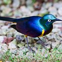slides/IMG_1490.jpg african, bird, wildlife, plumage, display, feather, colour, bird park, kuala lumpur, malaysia SEAK18 - African Bird, Bird Park, Kuala Lumpur, Malaysia